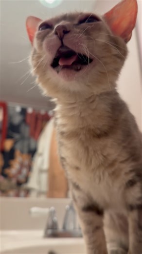 Goblin on Instagram: "Bebe meeps 😈 #goblin #rescuecats #specialneedscat"