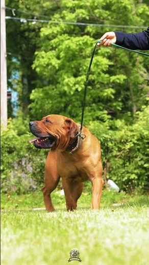 Rich Mahogany Boerboel on Display