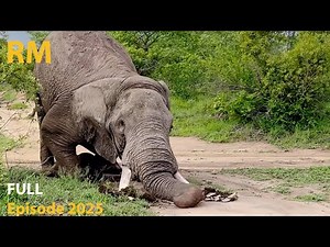 Powerful Elephant Tusk Crushes the Ground During Wallowing | Power of the Giant | Animal Documentary