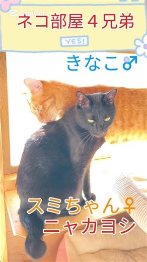 #ねこ 【ネコ部屋】４兄弟 ニャカヨシきなこ♂スミちゃん♀ #猫のいる生活