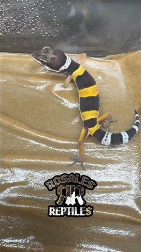 4 #cute hatchlings #leopardgecko #breedingleopardgeckos