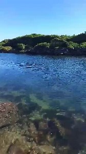 309K views · 4.2K reactions | BIG GIRL. Check this out, and thanks to Sean Morgan at SWR: ++++++++ Hey Andy, quick report from SWR day trip. Gaol boat ramp completely sanded up. Giant flathead in back creek. I called her at 105 but honestly have no idea. She certainly wasn't shy. Eventually swam out to a sand patch. Amazing stuff but sadly no rod. | Downrigger Shop | Facebook