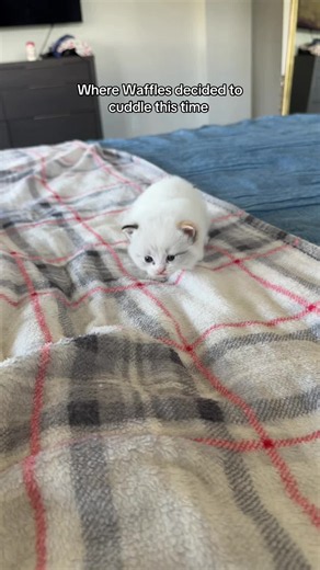 How long until I can move my hand again | kitten