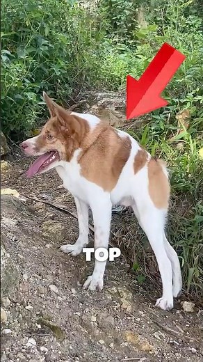 Top 5 Most UNUSUAL Dog Breeds 🐾✨