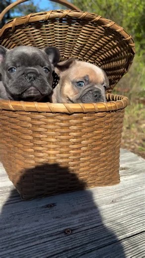 Our stunning Frenchie pups are confident, curious, and ready to bring joy and laughter into your home. These little French Bulldogs have wonderful temperaments and are used to everyday household noises. #puppiesoftiktok