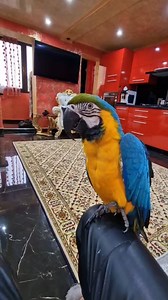 Bucuros pentru ideea de al duce la pedichiura | Bonda Liana Teodora