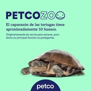 2K views · 119 reactions | ¡Las tortugas son sorprendentes!  ¿Qué otro dato curioso conoces acerca de estos increíbles reptiles? 邏 | Petco México | Facebook