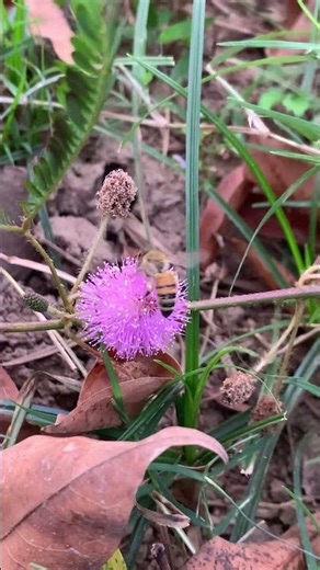 Natural Pollination Moment 🐝🌼 Shorts