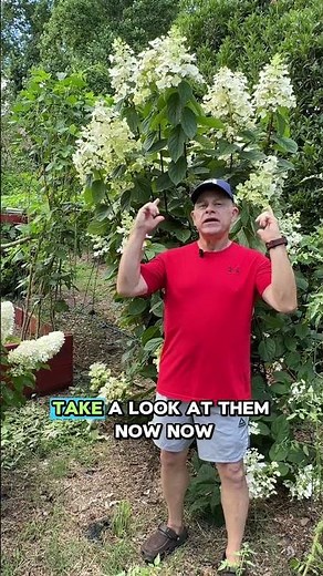 Pink Diamond Hydrangea Follow-Up | See How the Blooms Change! 🌸 #hydrangeas #gardening