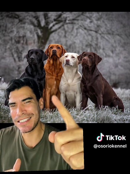 Colores del Labrador: Todo lo que debes saber