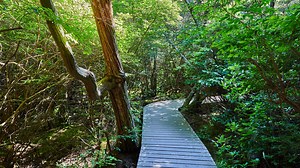 The Atlantic White Cedar Swamp Trail in Wellfleet includes a shaded boardwalk to hike on