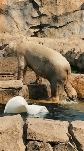 Brookfield Zoo. Incredible Wildlife￼