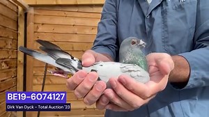 Today the auction of the late Dirk Van Dyck is about to end today. The total revenue so far is over 1,400,000 million euro. The most expensive pigeon is Matthieu, below in the video. He will end today. He was one of the favourites of Dirk, named after the cyclist Mathieu Van der Poel. What is your guess Mathieu will be sold for? And what is your guess for the total revenue? 😊 | PIPA