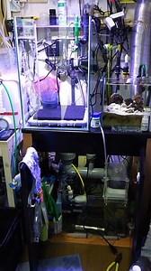 ベンチュリー式プロテインスキマーの導入と選択について : リ楽ックスして海水魚