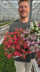 Catharanthus a novelty!Catharanthus SoireeThe Soiree series is renowned for its compact growth and abundant blooms in vibrant colors from May to October. This heat- and drought-tolerant plant is perfect for pots, hanging baskets, and sunny borders. With minimal care, the Soiree provides long-lasting floral beauty that brightens any space.Only this week in small amounts available at Montisplant and next year full available!Follow @thursdofficial for more floral novelties! | Peter van Delft