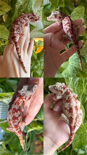 I’m on a horrendous gargoyle gecko kick and I can’t be stopped. 😅😅 Here’s some of the new guys in the house. Safe to say I’m obsessed with all of them. 🔥 #gecko #reptile #animal #geckosofinstagram #snake #animal #lizard #reptilekeeper #gargoylegecko #plants #pothos #plantsmakemehappy #plantsmakesmehappy #superblotch #blotch #redblotch | Alycia Ennis