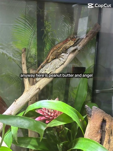 I got peanut butter for Christmas