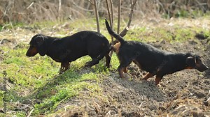 Pair of Tied Dachshund Dog Mating, Animal Sex Scene