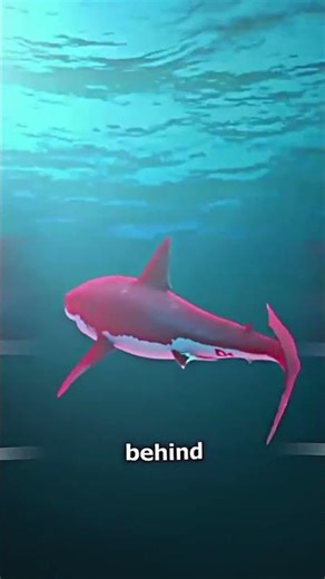 How Do Flying Fish Actually Fly? 😮 #shorts #science #animals #facts #explained #flyingfish #foryou