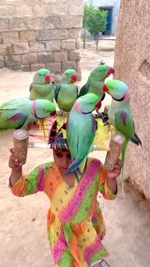 518K views · 7.4K reactions | parrot drawing realistic colour #cuteparrot #parrotlife | parrot shorts | Facebook