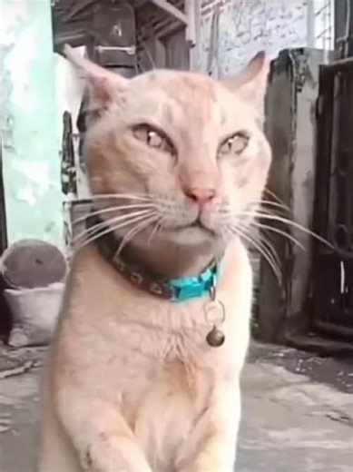 丑橘不丑，全世界只有你懂我，而你只是随心一丑！#丑橘 #橘猫 #猫咪