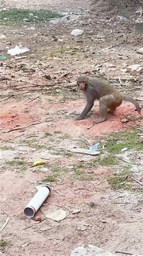 The monkey got scared of a toy snake and ran away 😅