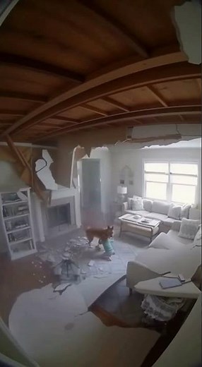 Dog Saves Baby from Falling Ceiling