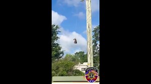 Watch: Runaway pet zebra named Ed is rescued and airlifted to safety in Tennessee