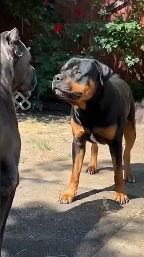 Rottweiler vs Cane Corso – Key Differences Every Owner Must Know