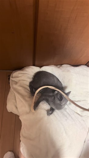 靴下の種類と猫の可愛い瞬間