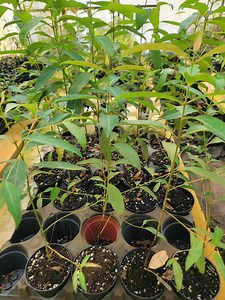 Live Rainbow Eucalyptus Tree in 4 Inch Pot, 18-24inches Tall! Eucalyptus Deglupta - Etsy