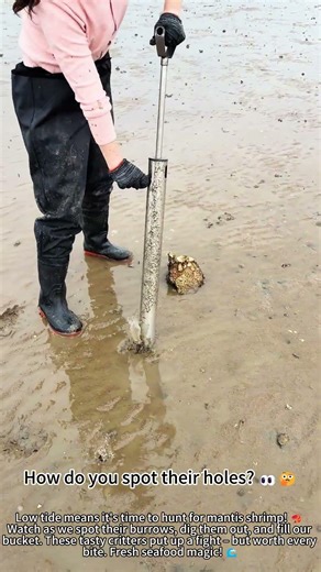 Catching Mantis Shrimp at Low Tide! 🦐😮