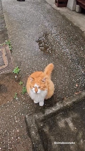 simabossneko on Instagram: "なでなですると猫が増える🐈🐈🐈 Every Stroke Adds Another Cat. ・ 〜お知らせ〜 2026年 ロビン君カレンダー発売中！ カッコよさと可愛さをあわせ持つ、 黒白マスク猫「ロビン」のスマホ用カレンダーが登場✨ 全17枚のスマホ壁紙セットです。 2026年1月から12月までのカレンダー入り壁紙の12枚に加え、 カレンダー表記のない写真壁紙5枚をセットにしました。 ◎写真壁紙は、1月・2月・3月・7月・8月の写真を使用 1年を通して楽しめるカレンダー壁紙と、いつでも使える写真壁紙をあわせた、特別なセットです。 ふわふわの毛並み、まんまるおめめ、のびのびリラックスした姿… ロビン君の愛らしさに、毎日ほっこり癒やされてください。 ★販売は minne simabossneko's shopにて https://minne.com/items/44628716 ※minne公式アプリからは、壁紙をご購入いただけませんのでご注意ください。 WEBブラウザよりminne