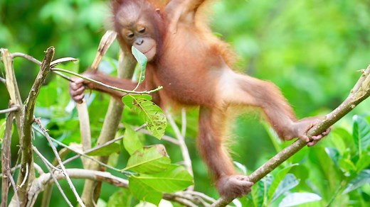 Orphaned. Rescued. Now healing. This orangutan is on the journey back to the wild - and your Like helps spread their story. 🧡 Tap Like to stand for forests, freedom, and a future for orangutans. | The Orangutan Project