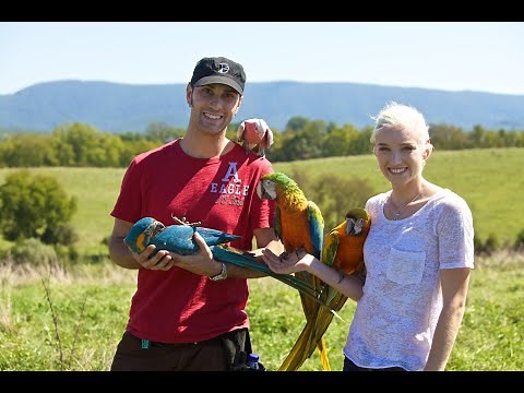 BTT Parrot Training 101 | The Basics of Training Your Parrot