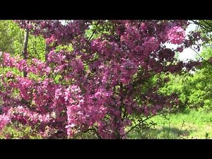 Prairie Fire Crabapple Tree in Bloom