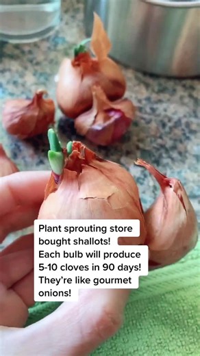 Growing Gourmet Shallots: Easy Gardening Tips