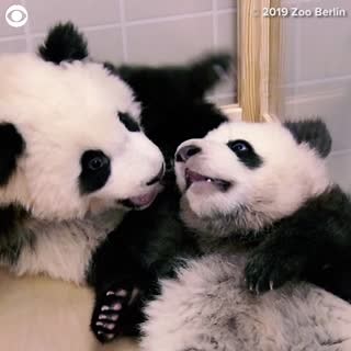 124K views · 3 comments | PLAYFUL PANDAS: The Berlin Zoo shared video on Monday of these five-month-old pandas playing around while visiting the vet. The cubs were there to be fitted for small ID chips that make it easier to keep track of them, according to a zoo veterinarian. | CBS Newspath | Facebook