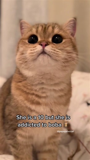 Bobba Gurl and Her Bubble Tea Cat: A TikTok Story