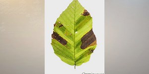 Mysterious ‘Beech Leaf Disease’ moving across New York State, experts warn