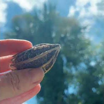 This unusual sea bean most likely began its journey somewhere in the tropical forests...
