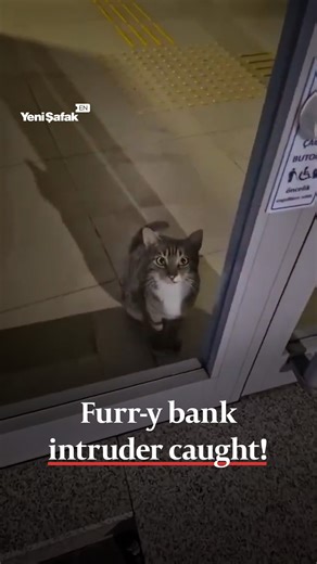 🇹🇷😺 Police in Türkiye’s Aydın province rushed to a local bank on November 24 after its alarm sounded, bracing for a possible robbery. To their surprise, the suspect was not a masked thief, but a stealthy cat that had apparently decided the bank was the perfect place for a nighttime stroll, outsmarting the security system with nine lives of flair. Officers couldn't help but chuckle at the whiskered culprit who caused more purr-sonal drama than any heist. | Yeni Şafak