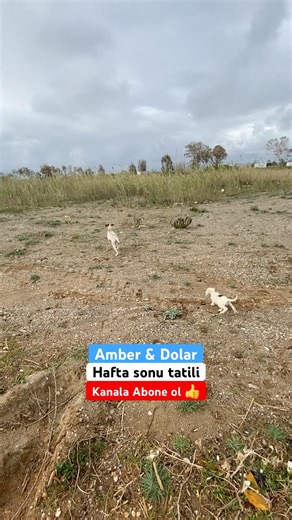 Amber Dolar hafta sonu gezmesi !!!