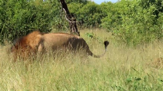 Lion males coalition is more than alliance—it’s a pact of survival, sealed by trust #lions #epic #nature #africa #wildlife #roar #pride #cubs #wild #bigcats #WorldLionDay #wow | African Bush Kingdom