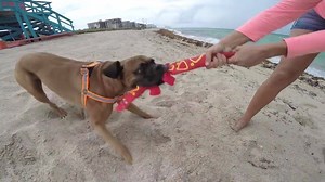 Doggy destroyers have met their match with this tough, but lovable lizard! Constructed with real fire hose material and no stuffing, these toys are built to last and made for any environment! Shop Now ▶ www.coupaw.us/1UjTIHd | Family Pet by GreaterGood