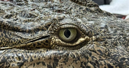 Rescued crocodile named Britney Spears dies after surgery, Zoo Miami says