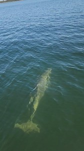 Who doesn't love dolphins? They are so much fun to watch Shellislanddolphins.com #dolphincruise #vacation #beach #travel #snorkeling #panamacitybeachflorida #dolphins #dolphinwatching #PCB #tourism #fypシ #fypシ゚viralシ #foryou foryoy | Shell Island Dolphin Tours LLC