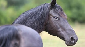The Morgan horse: the loyal, versatile and distinctive all-rounder