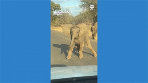 Baby elephant attempts a charge, takes a tumble