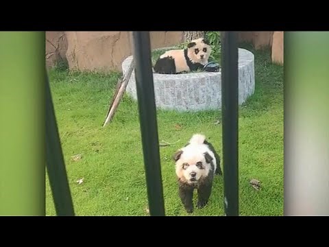 ‘Panda Dogs’: Chinese zoo goes viral for luring visitors with painted pups